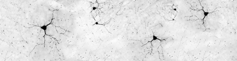 Neurons-in-the-brainBANNER.jpg